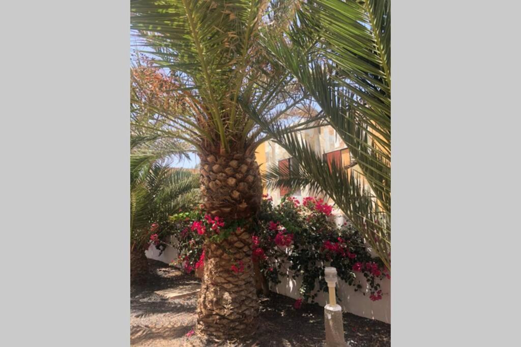 Apartamento Summer Complex Amaya Fuerteventura Costa De Antigua Eksteriør billede